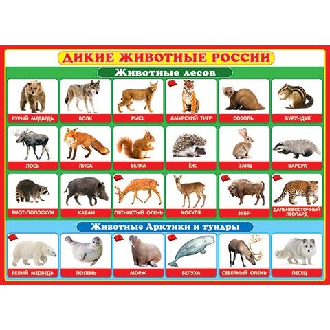 Плакат 0-02-290А Дикие животные России