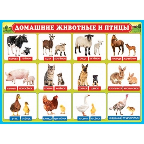 Плакат 0-02-289А Домашние животные и птицы