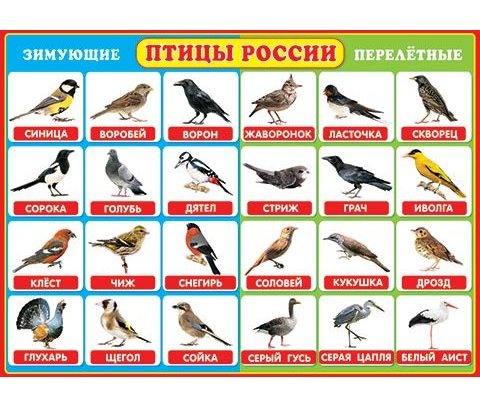 Плакат 0-02-291А Птицы России