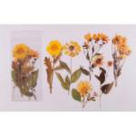 Набор наклеек deVENTE 8002237 Гербарий Желтые Хризантемы 