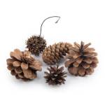 Набор шишек Blumentag Микс 5 шт NPIF-02