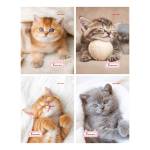 Блокнот А6 24 л. П-П Милые котята-1 Б24-7168
