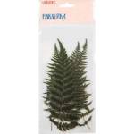 Набор наклеек deVENTE 8002240 Гербарий Листья Папоротника 