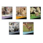 Тетрадь 48 л. (линия) ErichKrause Идиллия 47528